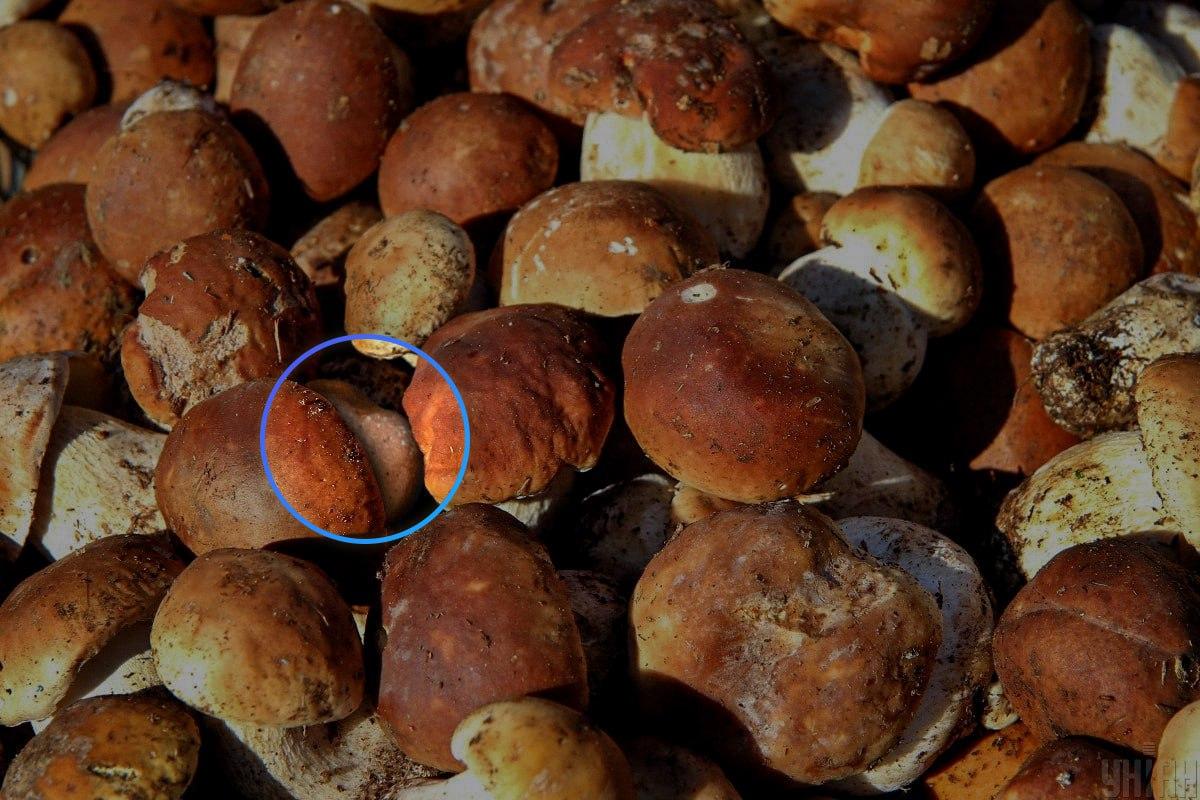 Piatra era aproape în centrul iluziei optice / colaj Moje