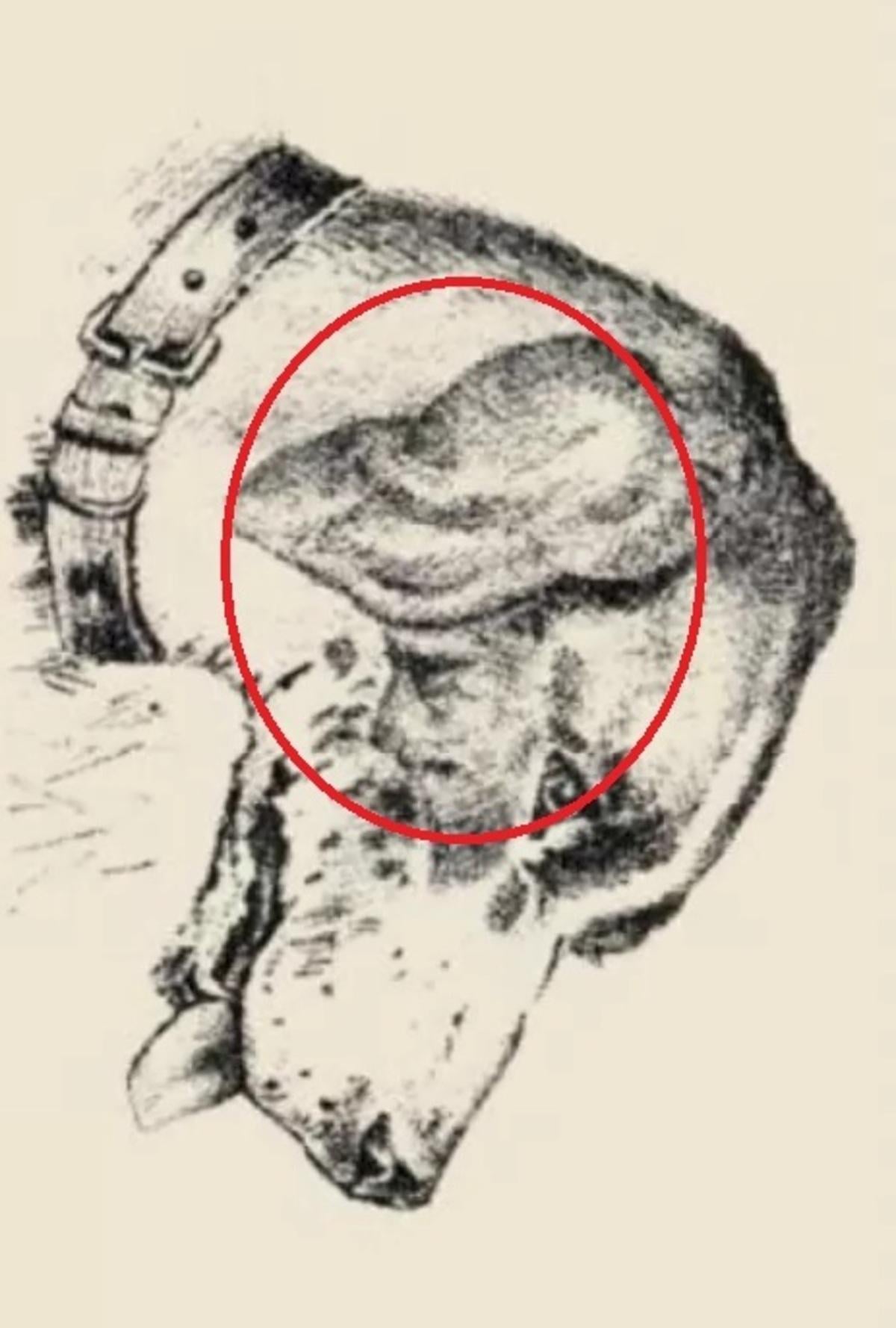 O față umană era pe urechea câinelui / desen safalta.com Chipul uman era pe urechea câinelui / desenat de safalta.com