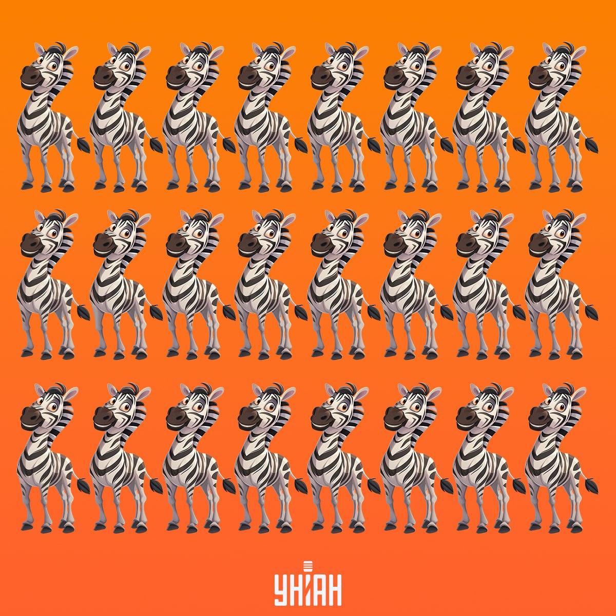 Este timpul să găsim o zebră care nu este ca celelalte / colaj Moje