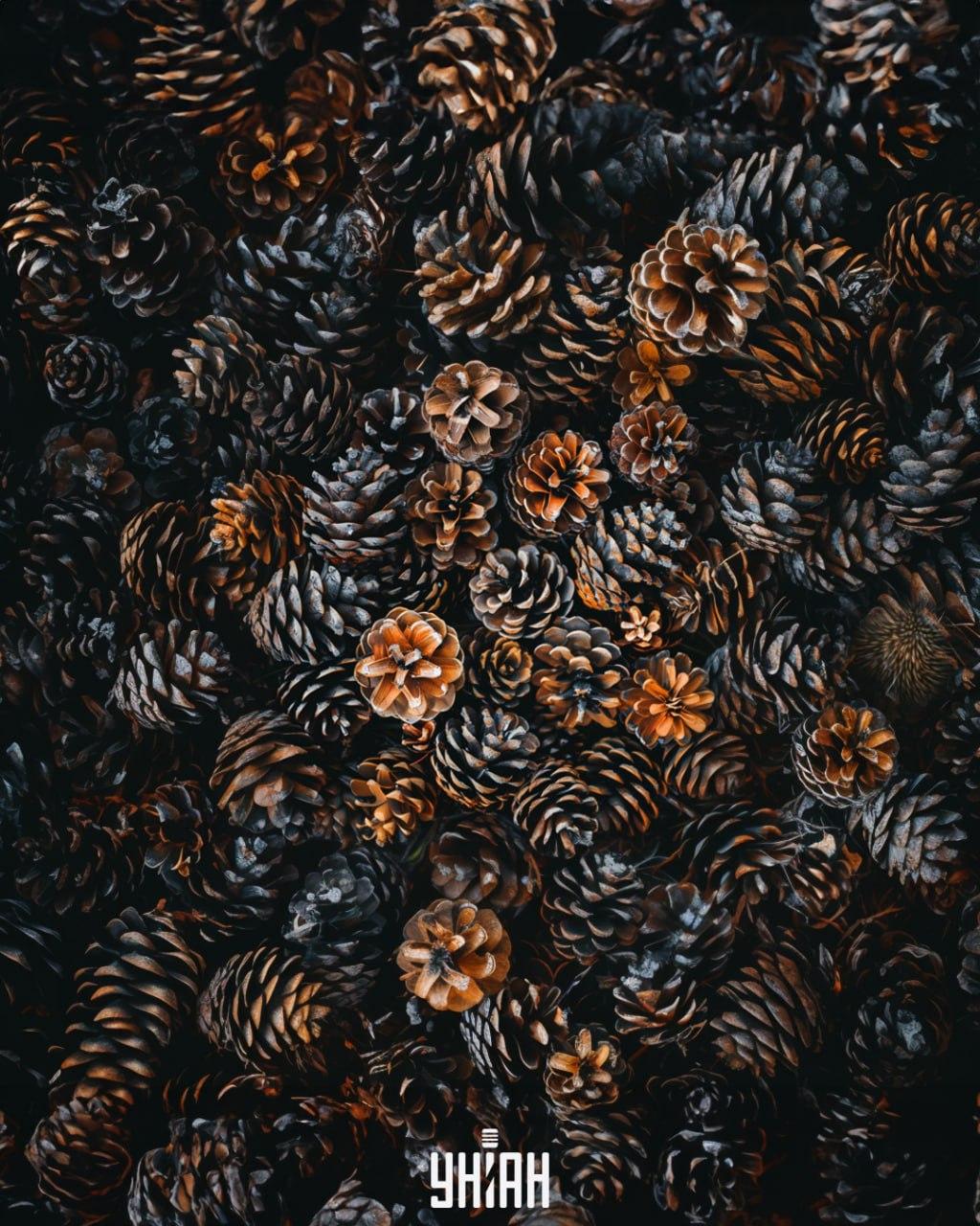 Este necesar să găsiți un arici printre conuri / colaj Moje