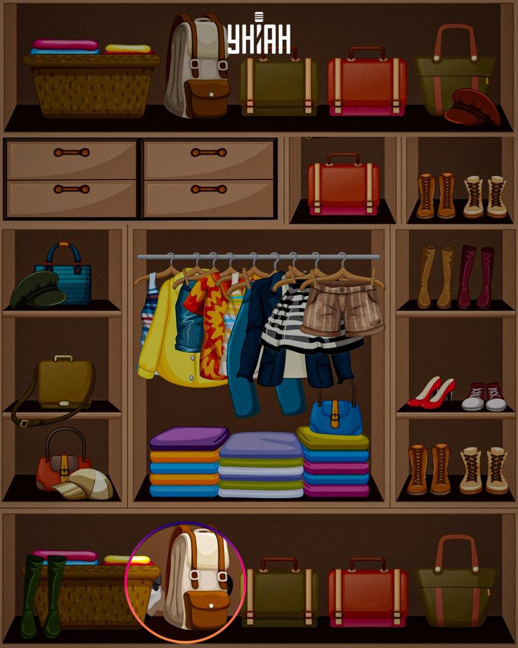 Animalul viclean a fost plasat în partea de jos a imaginii / colaj Moje