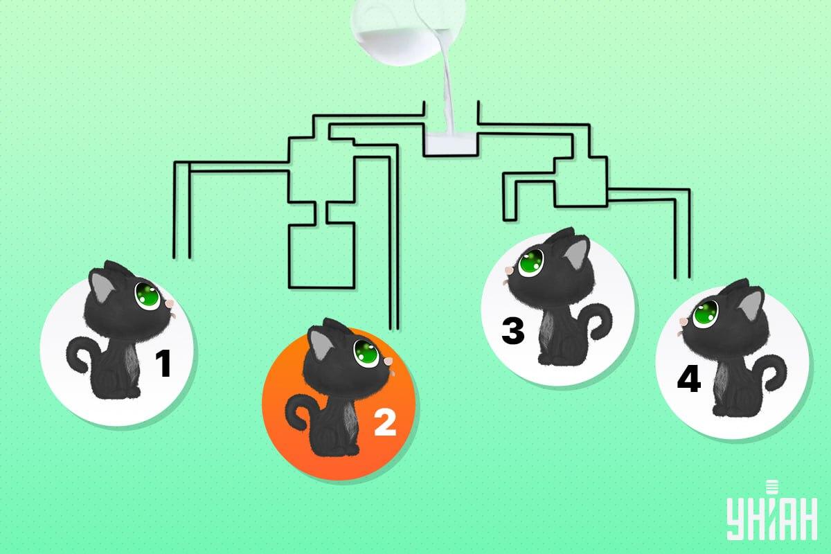 Pisica norocoasă a fost numărul 2 / colaj Moje