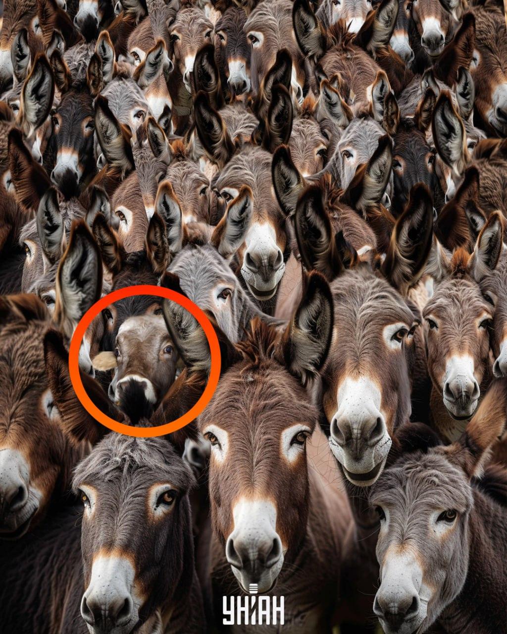 Soluția iluziei: Taurul este încercuit