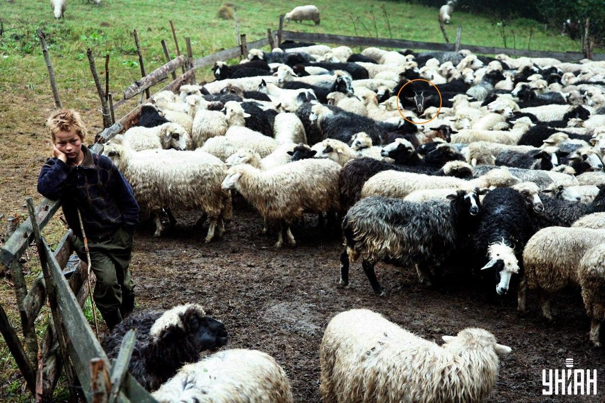 Fotografie Moje cu soluția