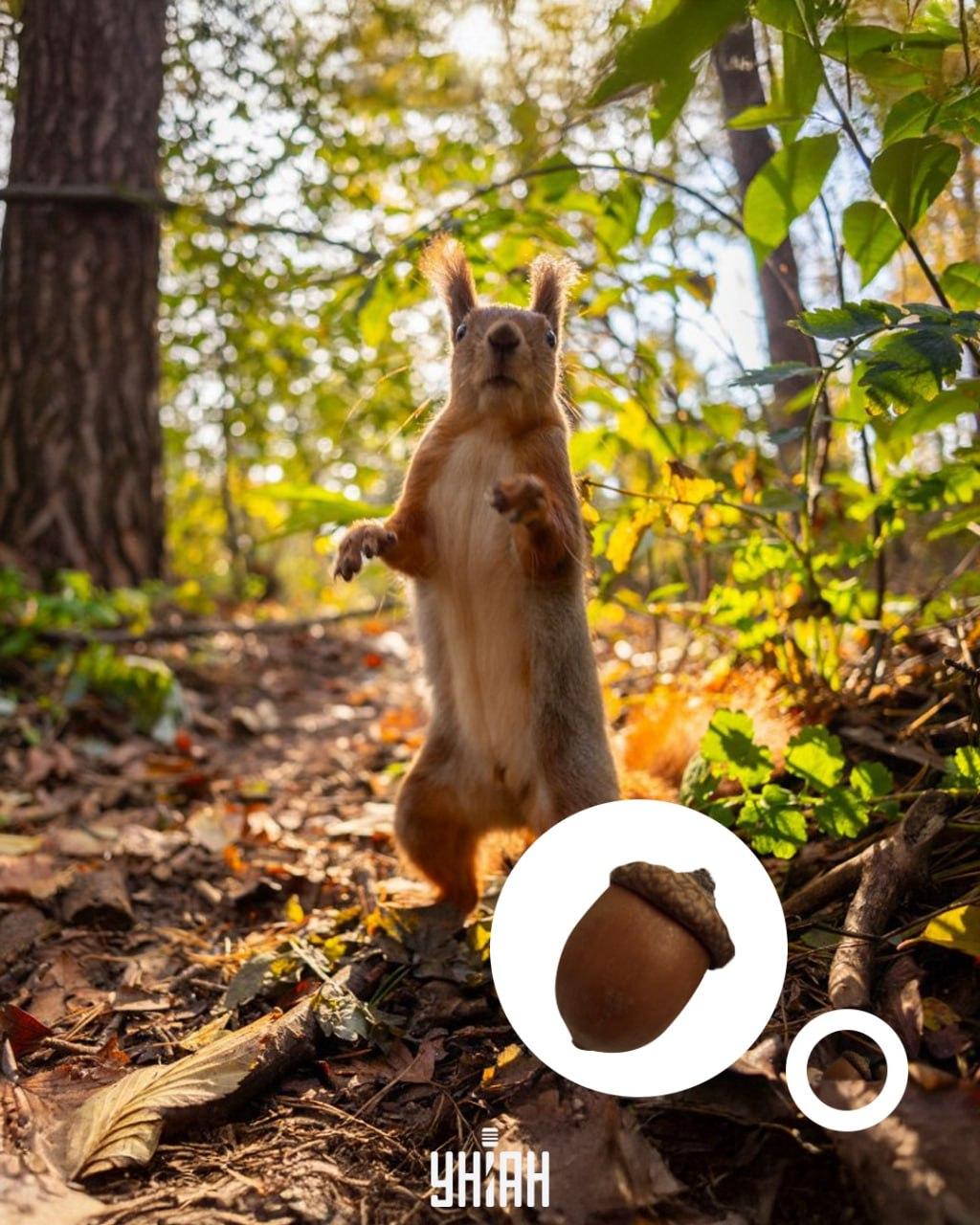 Ghinda era în partea de jos a puzzle-ului optic / colaj cu fotografia Moje