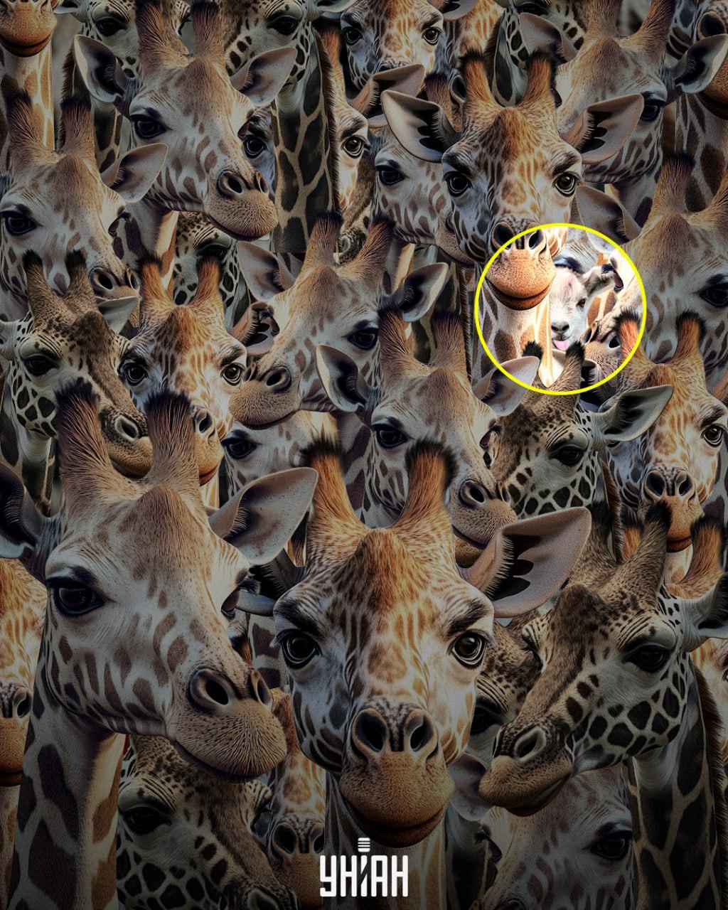 Trebuie să dăm de urma caprei nesimțite / colaj Moje