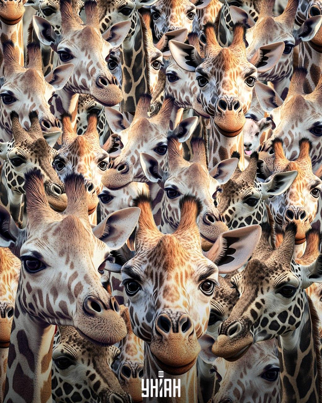 Este necesar să găsiți o capră prost crescută / colaj Moje