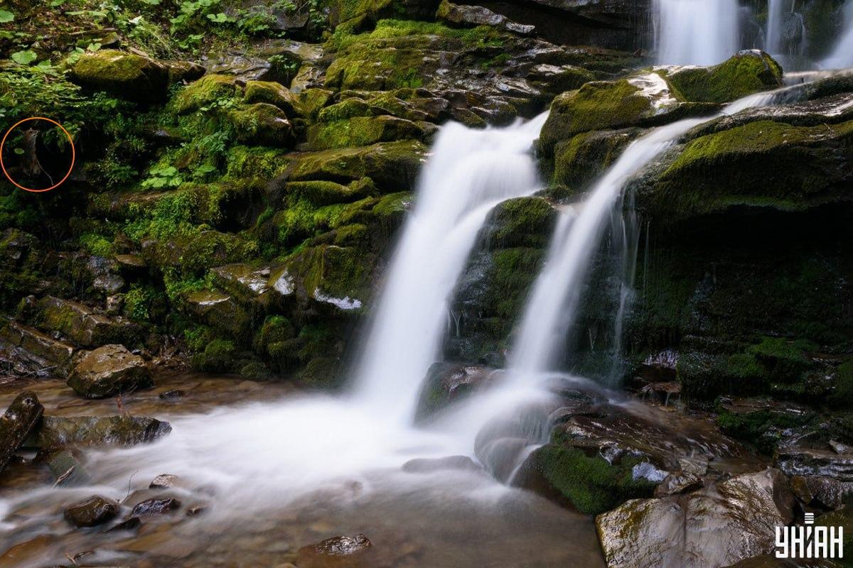 Răspunsul la puzzle-ul cu vulpea - unde anume se ascunde animalul / Moje colaj, Moje foto