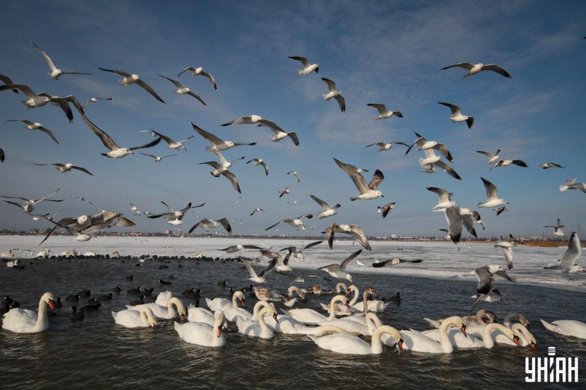Găsiți porumbelul din imagine în timp / colaj cu fotografia Moje