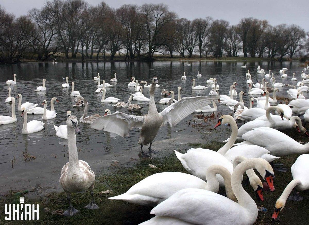 Poate fi în orice parte a imaginii / Moje Collage