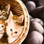 Ai doar 11 secunde: doar cei mai atenți vor găsi