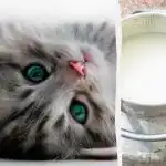 Care pisică va bea lapte prima: numai un unicum cu