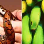 Doar câțiva sunt capabili de acest lucru: doar persoanele cu