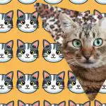 Doar persoanele cu IQ-uri grandioase vor vedea o pisică ciudată