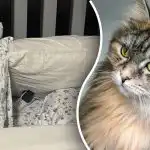 Doar persoanele cu o vedere excelentă vor vedea pisica: ghicitoarea trebuie rezolvată în 30 de secunde Doar persoanele cu o vedere excelentă vor vedea pisica: ghicitoarea