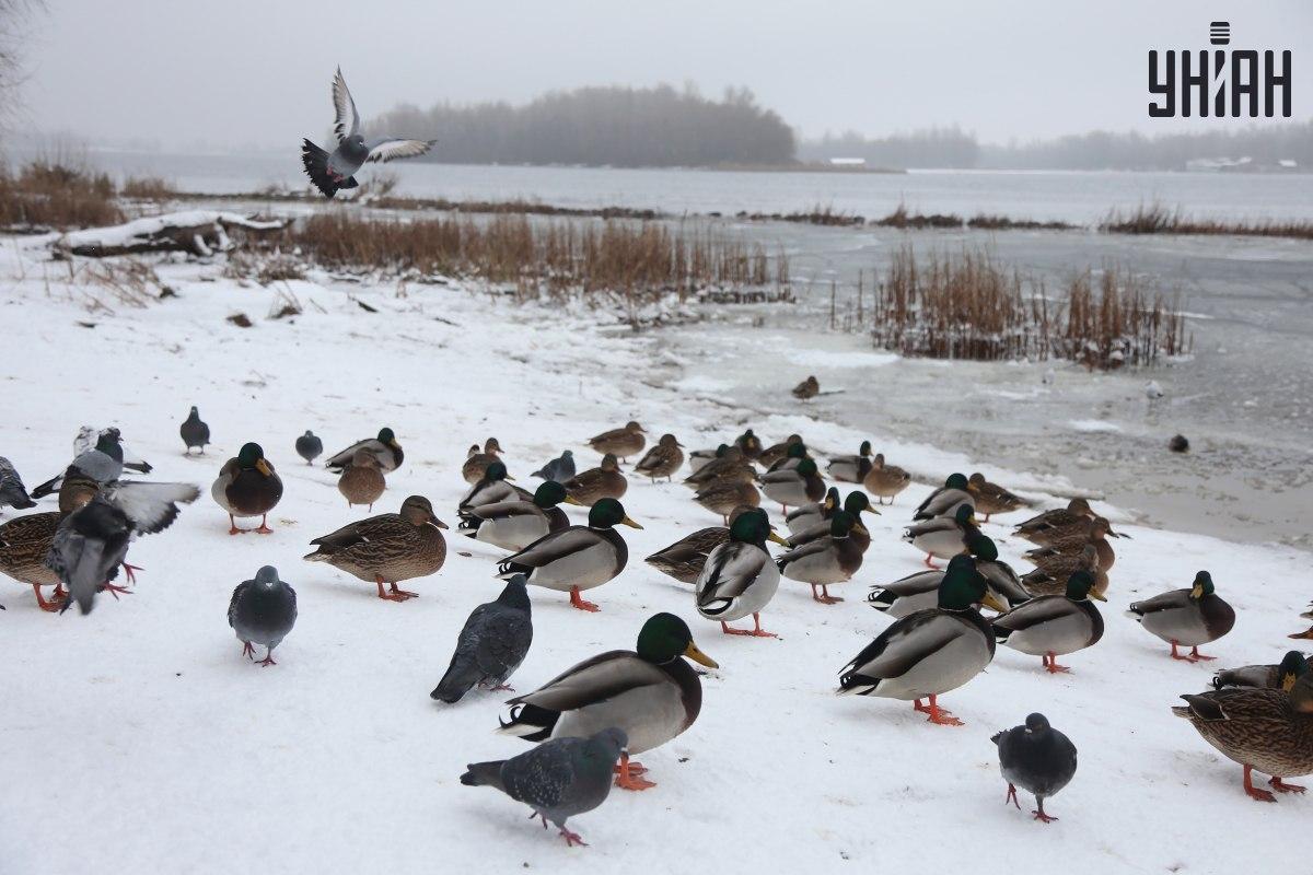 Găsiți o vrabie în câteva secunde / colaj cu fotografia Moje