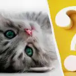 Doar persoanele cu un IQ ridicat vor observa o pisică