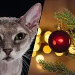 Doar un detectiv grozav poate găsi o pisică în nouă