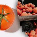 Găsiți o roșie printre dovleci în 8 secunde: o ghicitoare de toamnă pentru cei mai atenți dintre noi toți Găsiți o roșie printre dovleci în 8 secunde: o ghicitoare