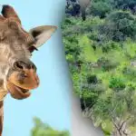 Găsiți toate animalele din imagine în 10 secunde: un puzzle