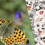 Inteligent ca Sherlock sau nu: un puzzle pentru testarea IQ-ului