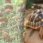 Nici măcar geniile nu pot găsi răspunsul la ghicitoare: trebuie