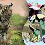 O provocare pentru genii: găsiți puiul de tigru ascuns în