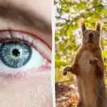 Puzzle cu "capcană": toată lumea vede o veveriță, dar tu