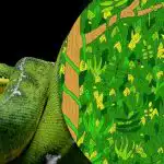 Trebuie să găsești un șarpe în junglă în 5 secunde: