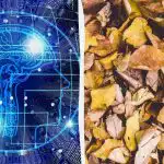 Truc rapid Test IQ: găsește trei țestoase printre frunze în