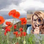 Un puzzle pentru persoanele cu vedere excelentă: verificați-o pe a