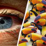 Un puzzle surprinzător de dificil: trebuie să găsiți un pelican