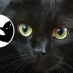 Visător romantic sau realist feroce: un test de caracter interesant